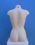 1278 donna busto economico