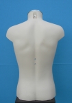 2953 uomo torso